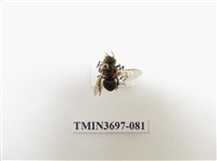 藏品(膜翅目(蜂))的圖片